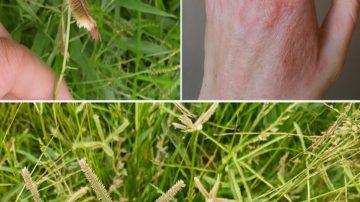 Water Yam Leaves: The Overlooked Secret for Fertility and Vitality